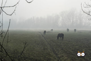 Parco Naturale La Mandria, Venaria Reale