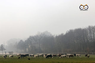 Venaria Reale