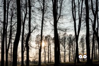 Parco La Mandria, Venaria Reale