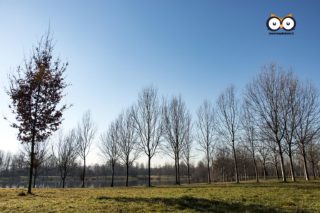 Parco Unione Europea, Mappano