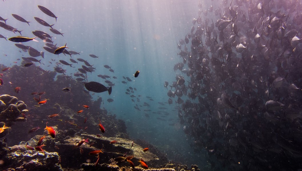 giornata_mondiale_biodiversità_fondali_marini_IQ